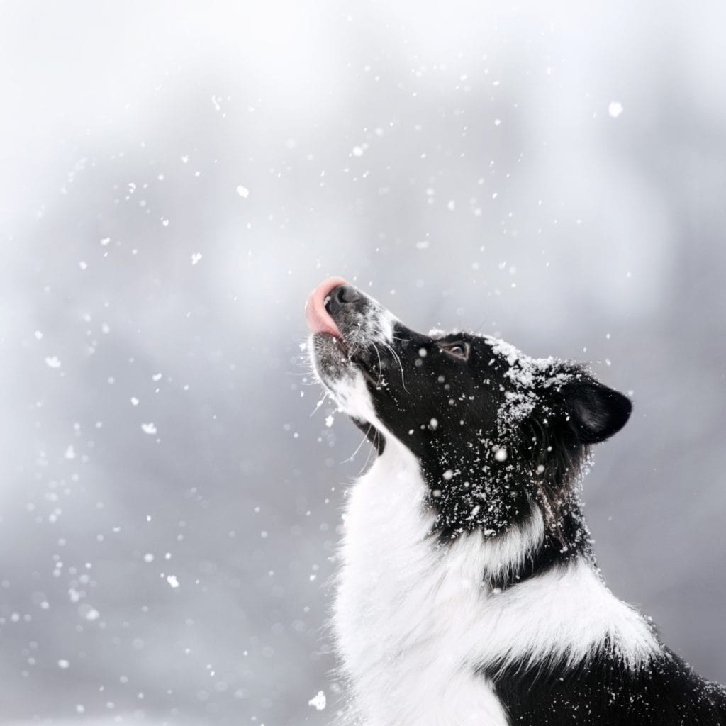 Dog walking safely on a pet-safe, pre-treated winter walkway